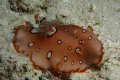 Platydoris Nudibranch